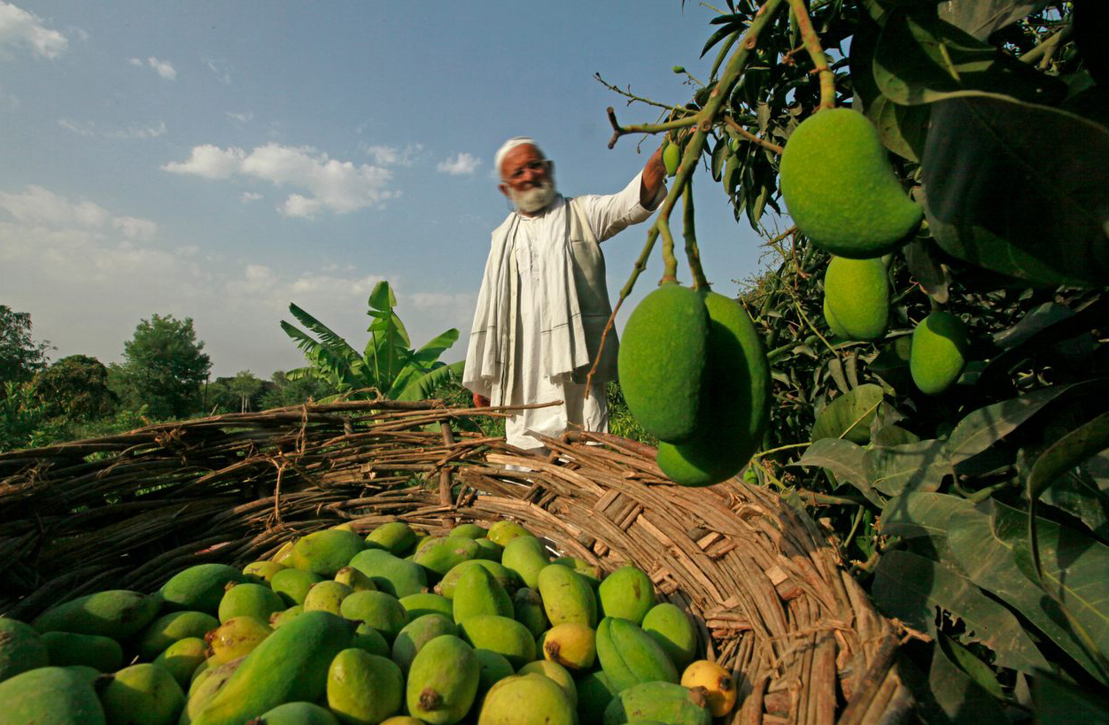 Les producteurs de mangues de Telangana subissent un double coup dur en raison des attaques de ravageurs et des pluies inhabituelles