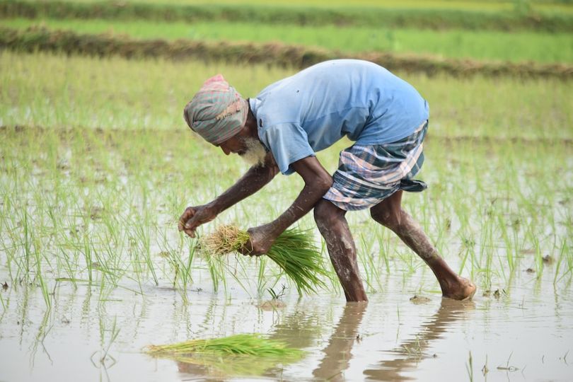 Les producteurs du Bangladesh en détresse car la pyriculariose affecte la culture du riz