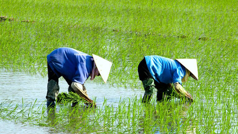 Au cours des deux premiers mois de cette année, la Chine est redevenue le plus grand marché pour les exportations de produits agricoles et aquatiques du Vietnam.